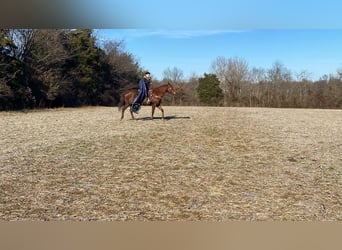 American Quarter Horse, Klacz, 15 lat, 155 cm, Ciemnokasztanowata