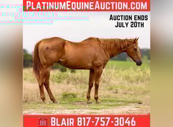American Quarter Horse, Klacz, 15 lat, 155 cm, Cisawa