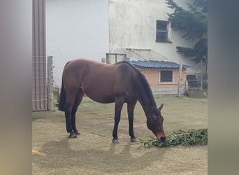 American Quarter Horse, Klacz, 15 lat, 155 cm, Gniada