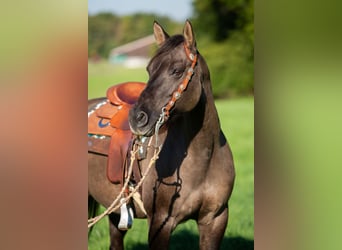 American Quarter Horse, Klacz, 15 lat, 155 cm, Grullo
