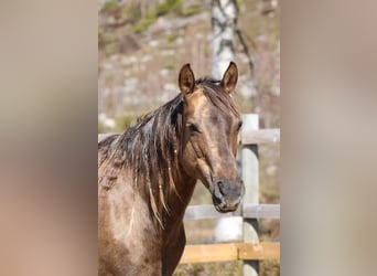 American Quarter Horse, Klacz, 16 lat, 147 cm, Izabelowata