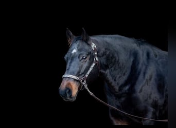 American Quarter Horse, Klacz, 16 lat, 151 cm, Ciemnogniada