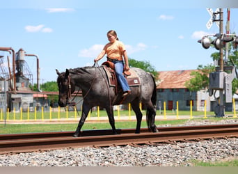 American Quarter Horse, Klacz, 16 lat, 152 cm, Karodereszowata
