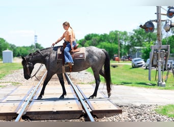 American Quarter Horse, Klacz, 16 lat, 152 cm, Karodereszowata