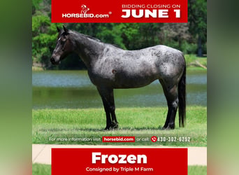 American Quarter Horse, Klacz, 16 lat, 152 cm, Karodereszowata