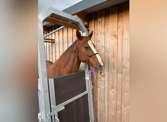 American Quarter Horse, Klacz, 16 lat, 153 cm, Ciemnokasztanowata