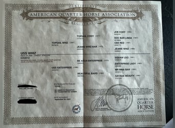 American Quarter Horse, Klacz, 16 lat, 153 cm, Ciemnokasztanowata