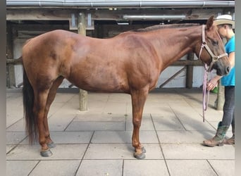 American Quarter Horse, Klacz, 16 lat, 155 cm, Ciemnokasztanowata