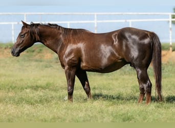 American Quarter Horse, Klacz, 16 lat, Ciemnokasztanowata