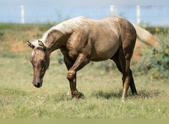 American Quarter Horse, Klacz, 16 lat, Ciemnokasztanowata