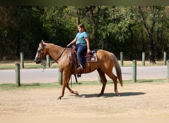 American Quarter Horse, Klacz, 16 lat, Izabelowata