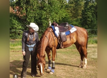 American Quarter Horse, Klacz, 17 lat, 140 cm, Kasztanowata