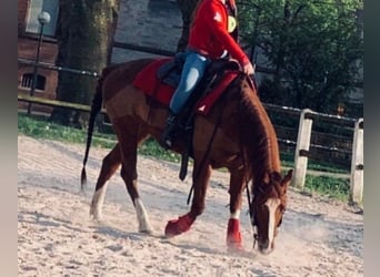 American Quarter Horse, Klacz, 17 lat, 140 cm, Kasztanowata