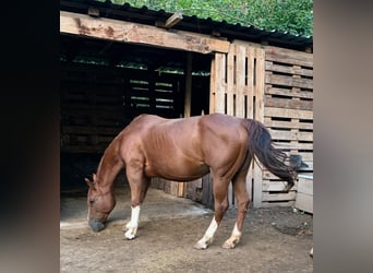 American Quarter Horse, Klacz, 17 lat, 140 cm, Kasztanowata