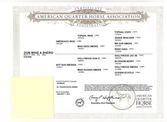 American Quarter Horse, Klacz, 17 lat, 145 cm, Gniada