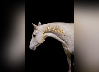 American Quarter Horse Mix, Klacz, 17 lat, 145 cm, Siwa jabłkowita