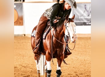 American Quarter Horse, Klacz, 17 lat, 148 cm, Gniada