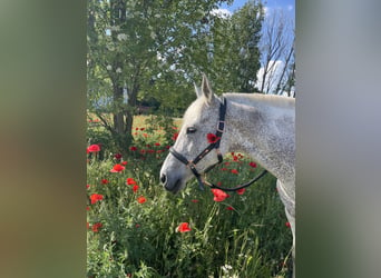 American Quarter Horse Mix, Klacz, 17 lat, 148 cm, Siwa