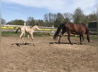 American Quarter Horse, Klacz, 17 lat, 150 cm, Gniada