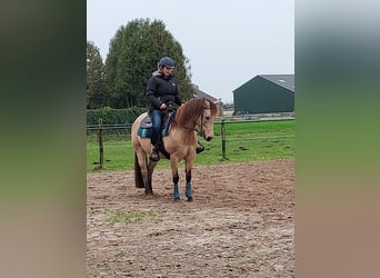American Quarter Horse, Klacz, 17 lat, 150 cm, Jelenia