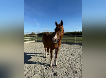 American Quarter Horse, Klacz, 17 lat, 152 cm, Kasztanowata