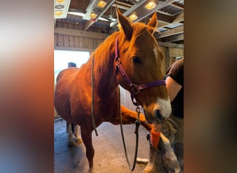 American Quarter Horse, Klacz, 17 lat, 152 cm, Kasztanowata