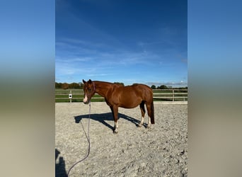 American Quarter Horse, Klacz, 17 lat, 152 cm, Kasztanowata