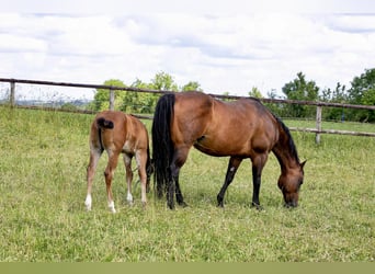 American Quarter Horse, Klacz, 17 lat, 154 cm, Gniada