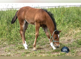 American Quarter Horse, Klacz, 17 lat, 154 cm, Gniada
