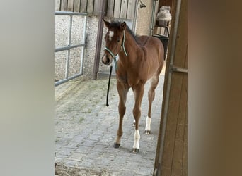 American Quarter Horse, Klacz, 17 lat, 154 cm, Gniada