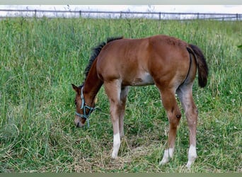 American Quarter Horse, Klacz, 17 lat, 154 cm, Gniada
