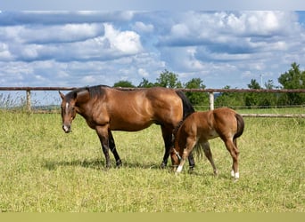 American Quarter Horse, Klacz, 17 lat, 154 cm, Gniada