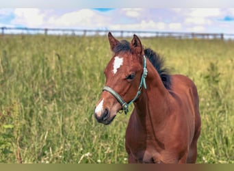 American Quarter Horse, Klacz, 17 lat, 154 cm, Gniada