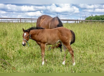American Quarter Horse, Klacz, 17 lat, 154 cm, Gniada