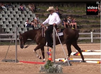 American Quarter Horse, Klacz, 17 lat, 155 cm, Ciemnokasztanowata