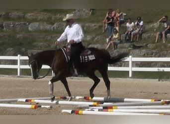 American Quarter Horse, Klacz, 17 lat, 155 cm, Ciemnokasztanowata