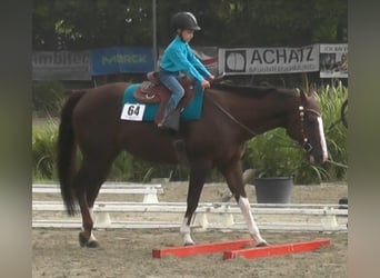 American Quarter Horse, Klacz, 17 lat, 155 cm, Ciemnokasztanowata