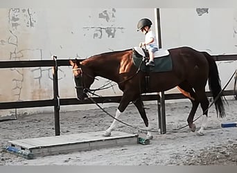 American Quarter Horse, Klacz, 17 lat, 155 cm, Ciemnokasztanowata