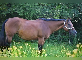 American Quarter Horse, Klacz, 17 lat, 160 cm, Gniada