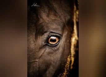American Quarter Horse, Klacz, 17 lat, 161 cm, Ciemnogniada