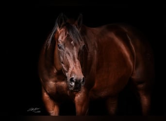American Quarter Horse, Klacz, 17 lat, Ciemnogniada