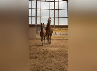 American Quarter Horse, Klacz, 17 lat, Izabelowata
