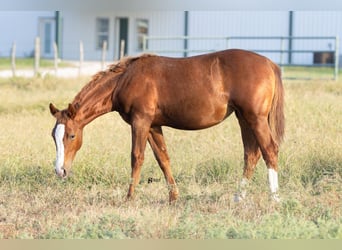 American Quarter Horse, Klacz, 18 lat, 142 cm, Cisawa