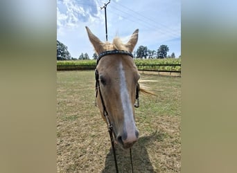 American Quarter Horse, Klacz, 18 lat, 148 cm, Izabelowata