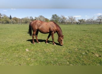 American Quarter Horse, Klacz, 18 lat, 149 cm, Kasztanowata