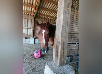 American Quarter Horse, Klacz, 18 lat, 149 cm, Kasztanowata