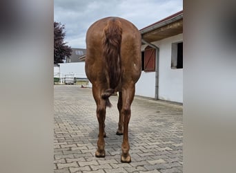 American Quarter Horse, Klacz, 18 lat, 150 cm, Ciemnokasztanowata