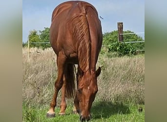 American Quarter Horse, Klacz, 18 lat, 150 cm, Ciemnokasztanowata