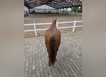 American Quarter Horse, Klacz, 18 lat, 150 cm, Ciemnokasztanowata
