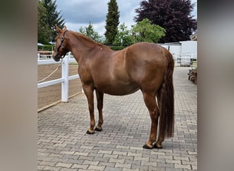 American Quarter Horse, Klacz, 18 lat, 150 cm, Ciemnokasztanowata